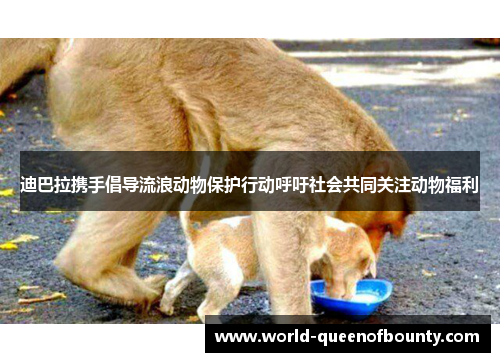 迪巴拉携手倡导流浪动物保护行动呼吁社会共同关注动物福利